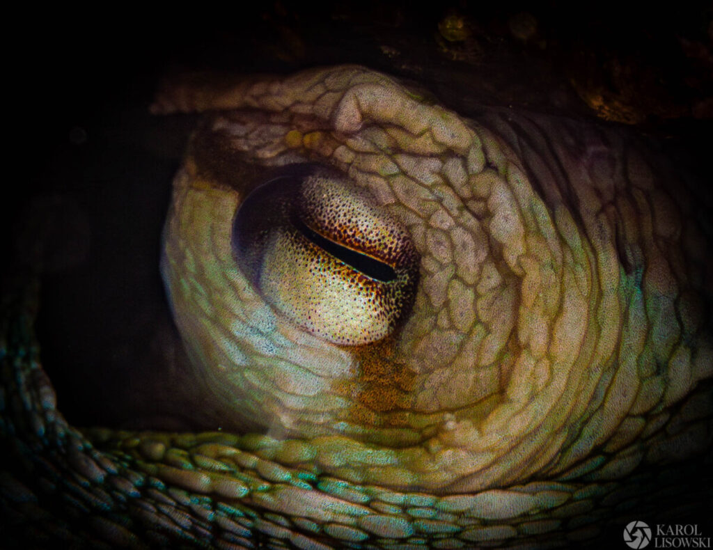 Fotografia podwodna
